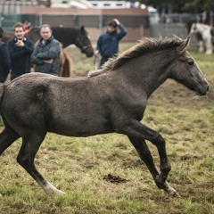 Ballinasloe Horse Fair 2