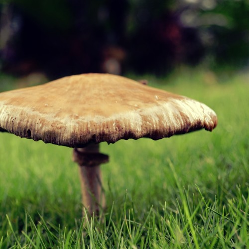 San and Tac - Jack Mushroom (Gumnut Remix)