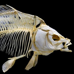 Cyprinus Carpio