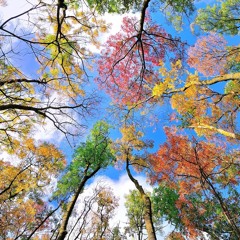 Mark Eliyahu - The Magnificent Nine