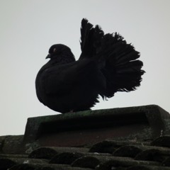 Black Dove [Instrumental]