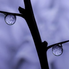 Scrape the bough