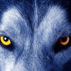 Sponce & Spin-Sir - wolF (Clip)