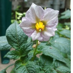 The One Heart Broken And Full