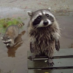 Raccoon