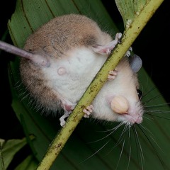 NicoPluto - Shot The Mouse !