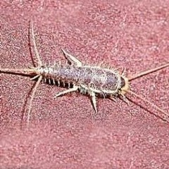 Silverfish