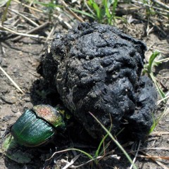 Henry Reed's Breakdown