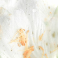 My Dear Captain, Lost at Sea (WIP)