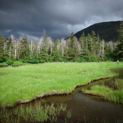 Alaska's forests as sheet music