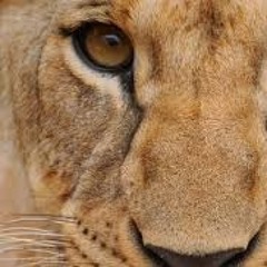 Beast (Prod. by ParisTheBeatNinja)