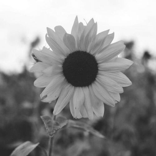 Adore (JungleTrunk Remix) [FREE DL CLICK BUY]