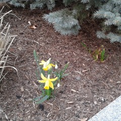 End of Life Issues, Week 2: The Death System - Maurer