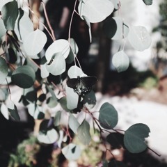 loose leaf