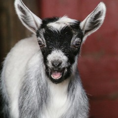 Pike County - Windy City Bluegrass Pals with Red Ratliff