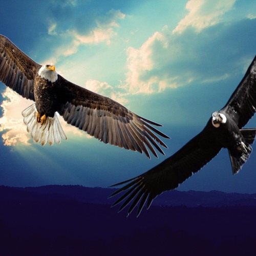 Aguila y Condor