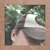 Artwork for Forever//Alex G