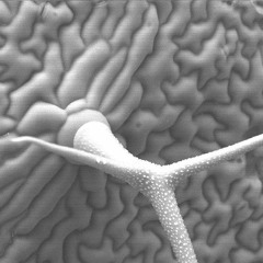 Set 002 .-.-.Tricoma.-.-.-.-.-. Psytrance.-.-.