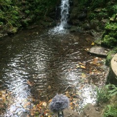 Birds, Ducks, Ambience