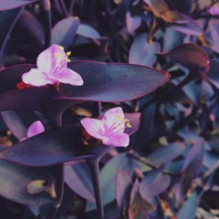 Rose Thorn