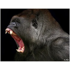 NoodleHead - Mind Made Up Feat. Dopee Music Prod. By Goldie Sound