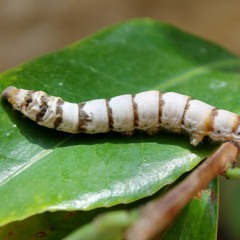 SilkWorm