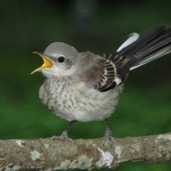 Mocking Bird (disquiet0250)