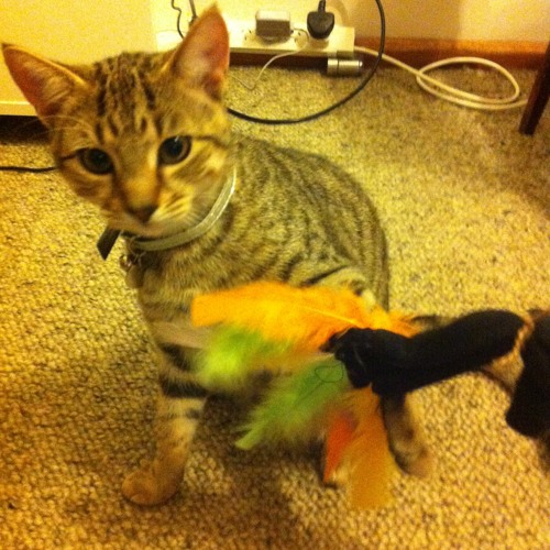 Catnip (2016)