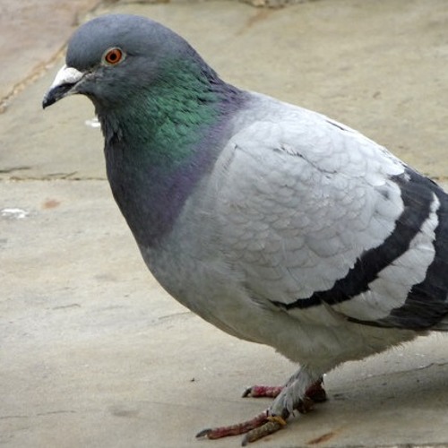 PIGEON - CAVETOWN COVER