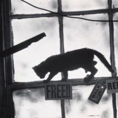 Jazz cat