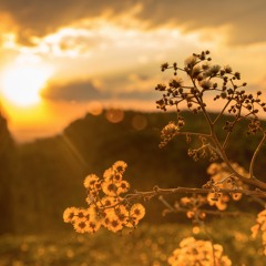 Tin's Golden Unicorn Ship