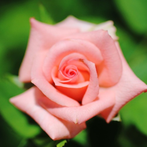 صل الله على طه