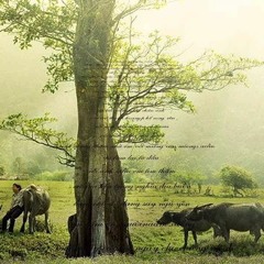 Một Mai Giã Từ Vũ Khí -  Đan Nguyên