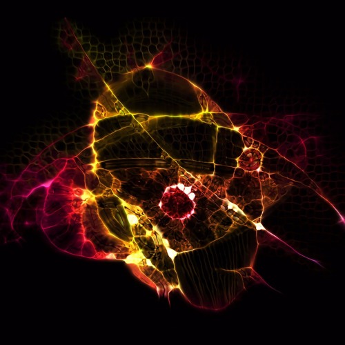 Neuronal Experience