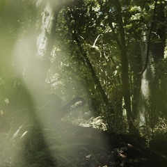 The Coppice Woods On The Moselle