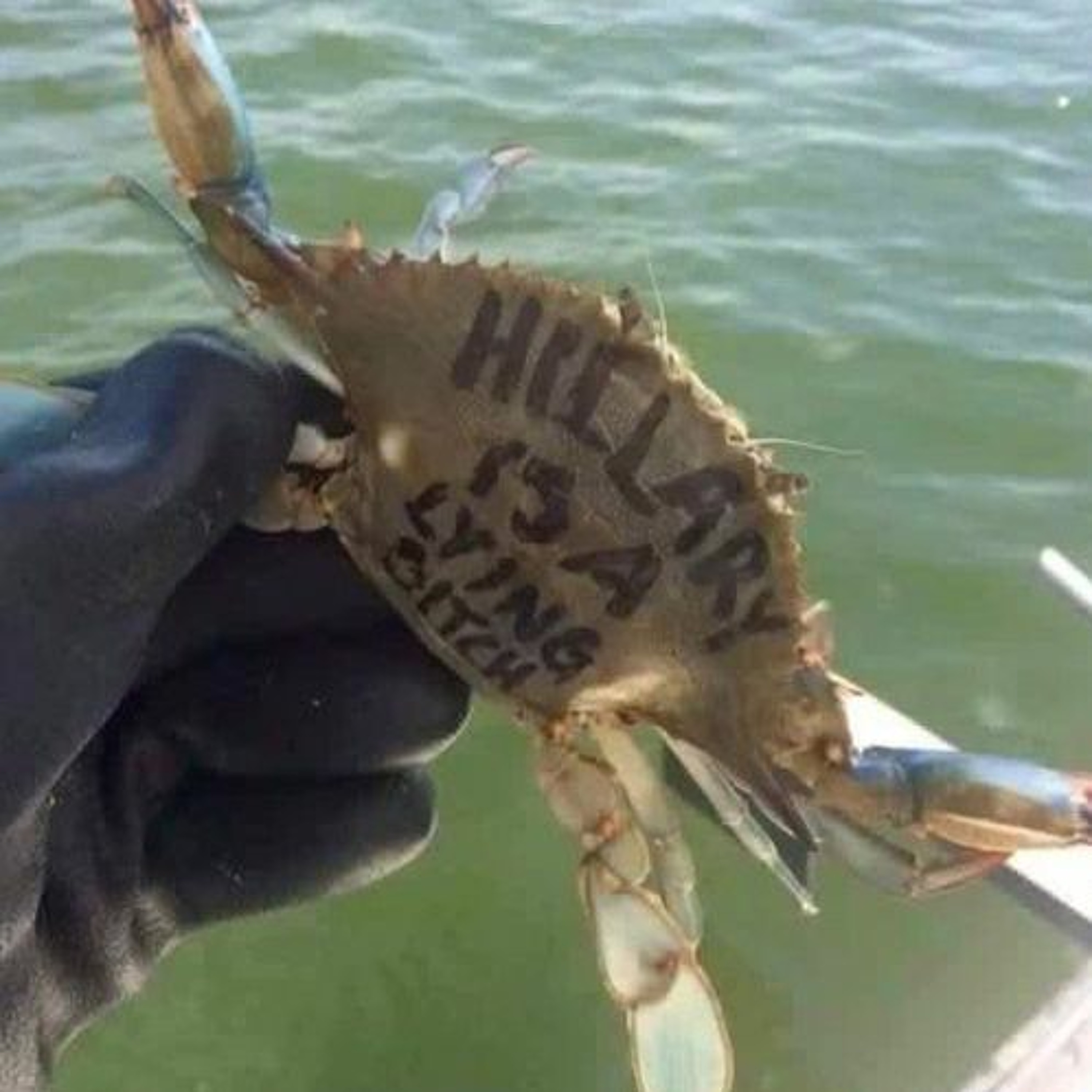 Episode 125 - Crab People Politics