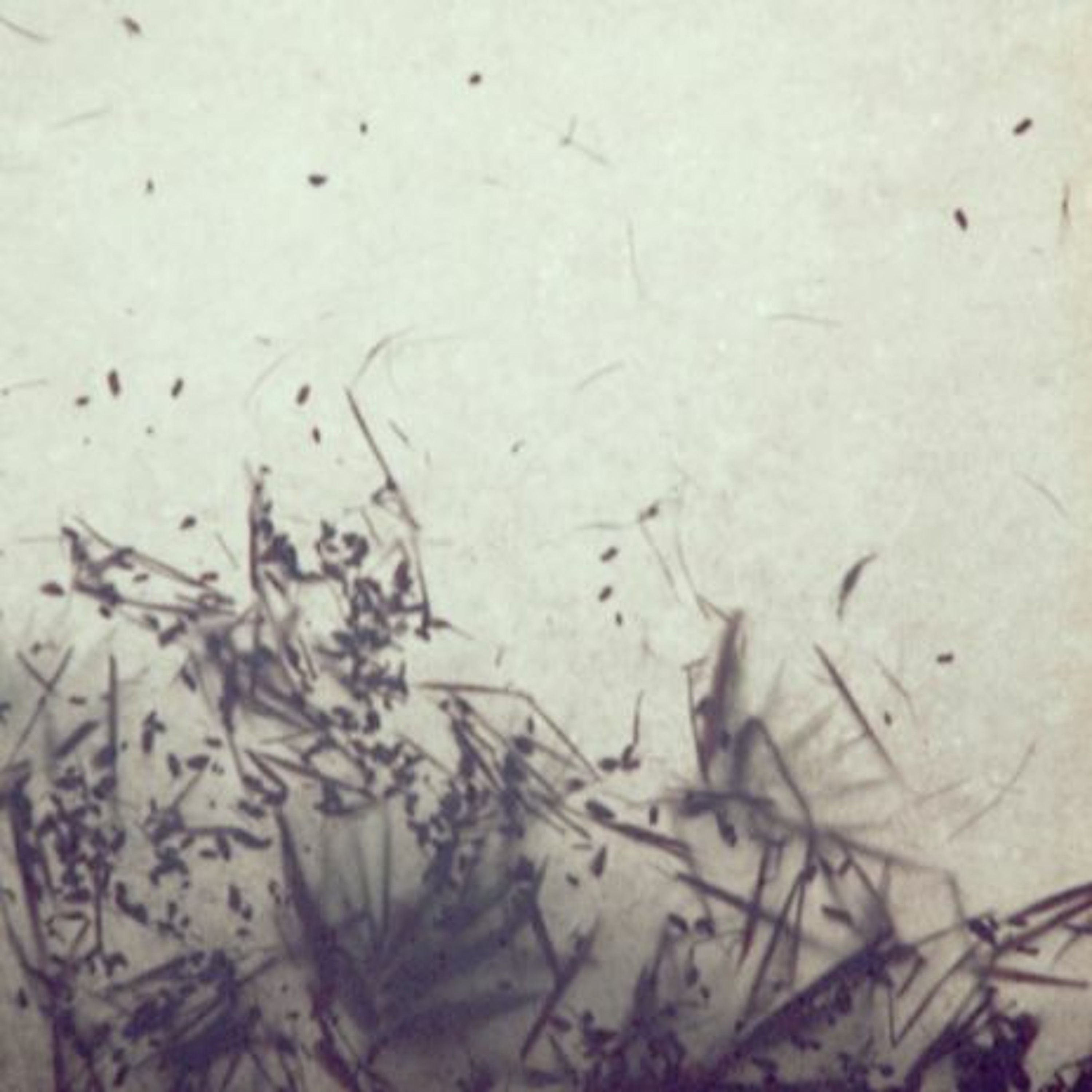 Canopies episode artwork