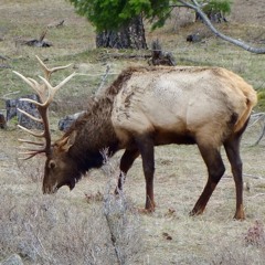Elk Collection