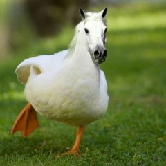 Transdimensional Duck