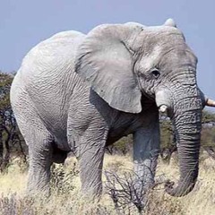 Elephants (instrumental)