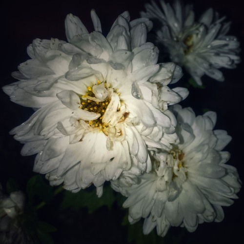 Atomarer Frühling - No Second Chances, (Oct 16)