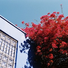 Polhov - Shouldn't Have Thought