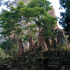 ដើមឈើស្នេហ៍_មាសសុខសោភា