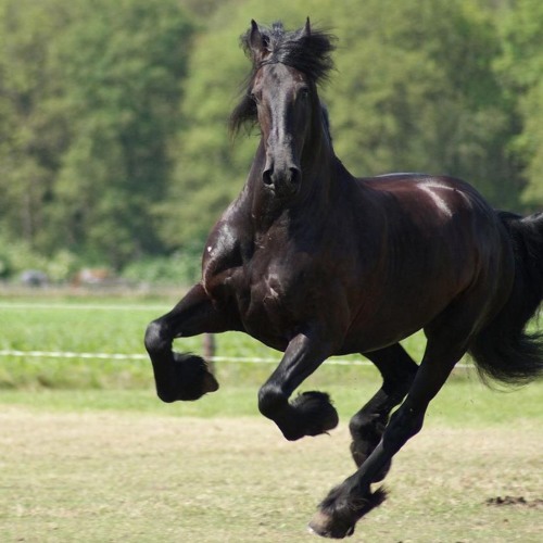 Au galop !!