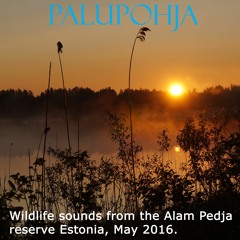 Palupohja - Part 6of7 - Flac Version - 48/24