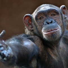 Você não precisa ser feliz