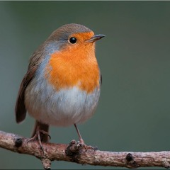 Feed The Birds