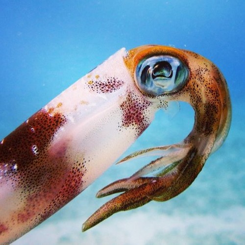 【Guest Mix】 DJ 空中水泳 - LIVE MIX (summer, 2016) / free download