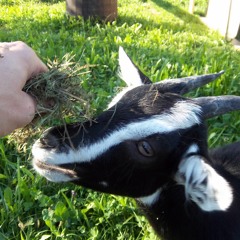 Christian Hirsch What&Why.MP3