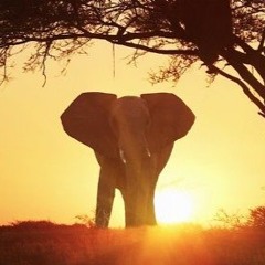 Le Coeur Éléphant (Cover Frero Delavega)